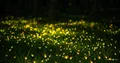 Firefly Synchronization in Wolfram Language